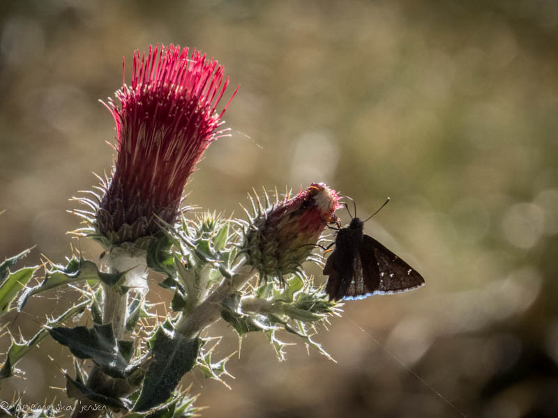 Arizona Thistle and Northern Cloudywing