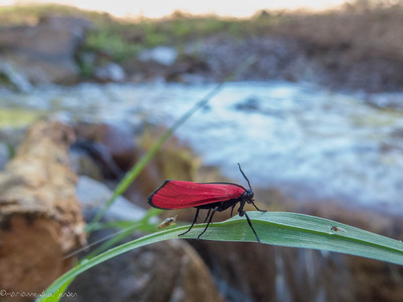 Red Lichen Moth