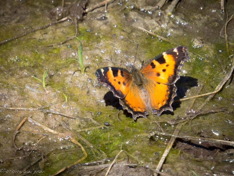 California Tortoiseshell