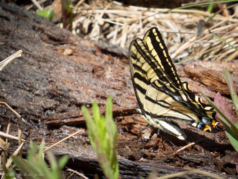 Two-tailed Swallowtail