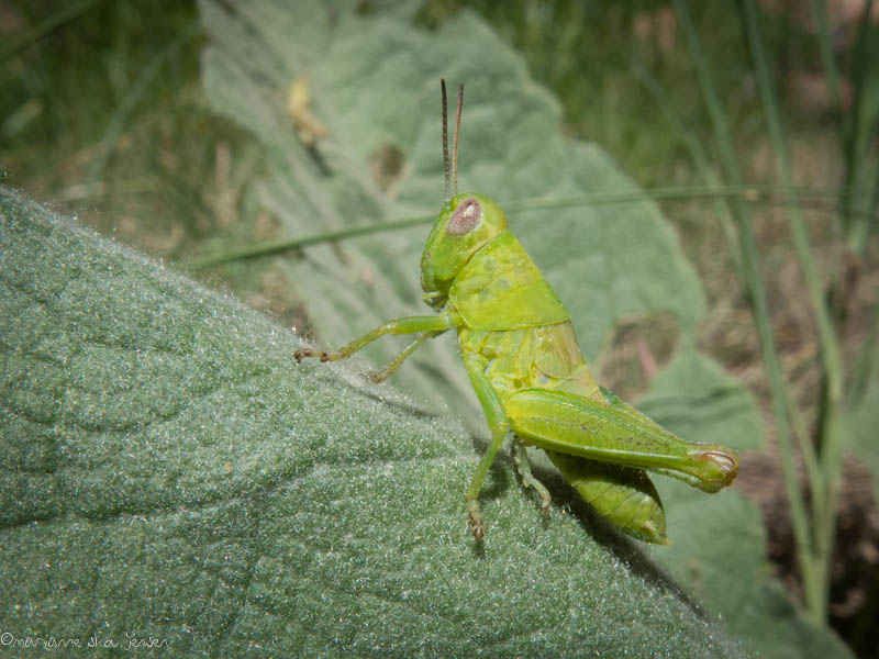 Grasshopper