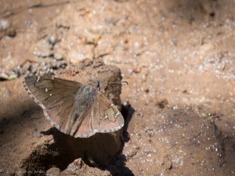 Northern Cloudywing