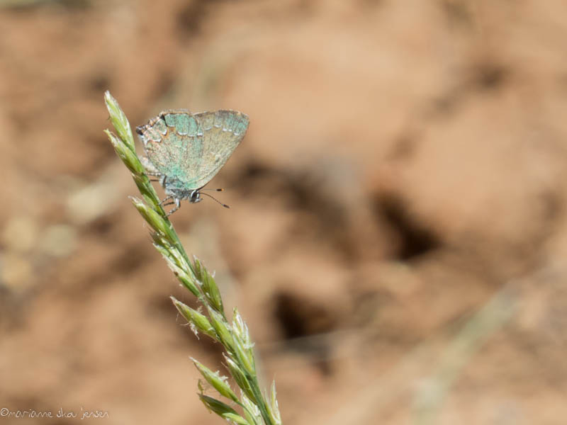 Bramble Hairstreak