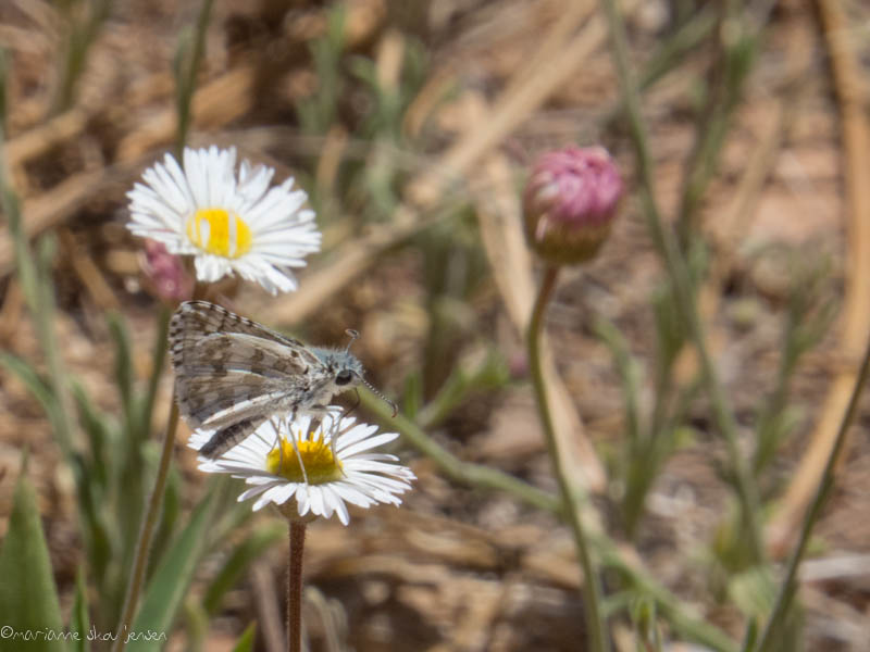 Common Checkered Skipper