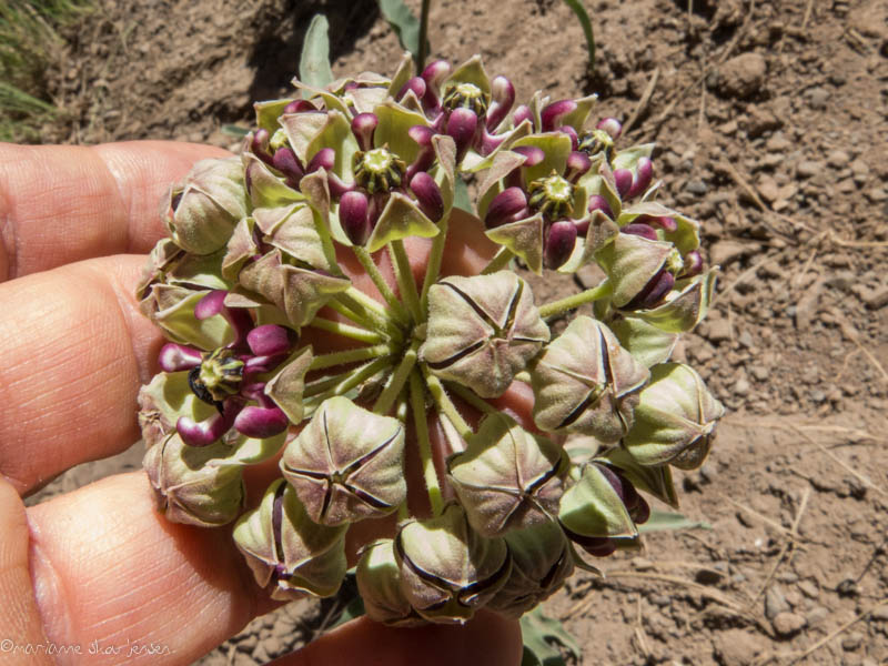 Antelope Horns Milkweed