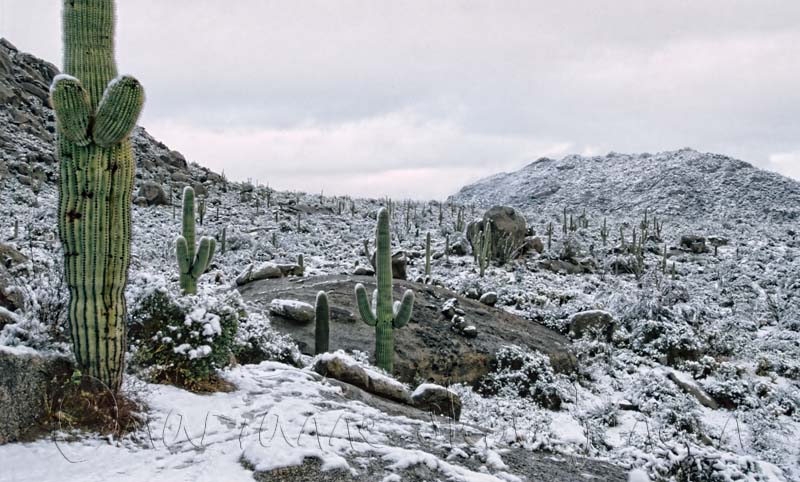 Tag: sonoran desert