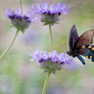 Spicebush Swallowtail textured