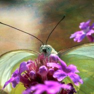 Butterfly face
