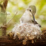 Anna's Hummingbird building her nest