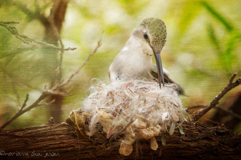 Anna's Hummingbird building her nest