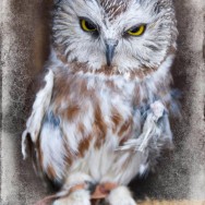 mjensen-raptor-elf-owl