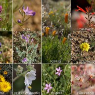 mjensen-wildflowers-feb-5-2012
