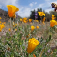 mjensen_honey-bee-east-end-windmill-hike