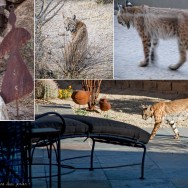 bobcat-collage