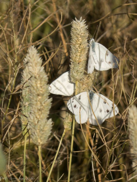 Male Checkered White Butterflies