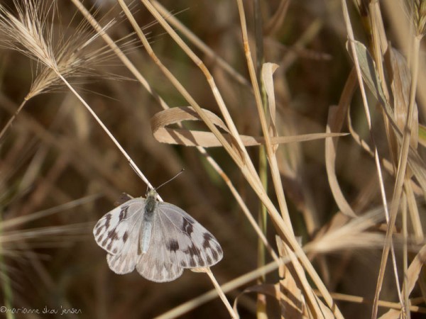 Female Checkered White Butterfly