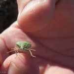 Unidentified Stink Bug