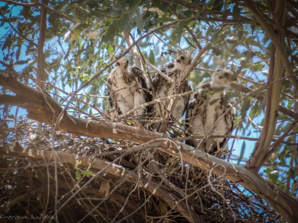 3 Cooper Hawk chicks in Eucalyptus Tree (Australian Outback area)