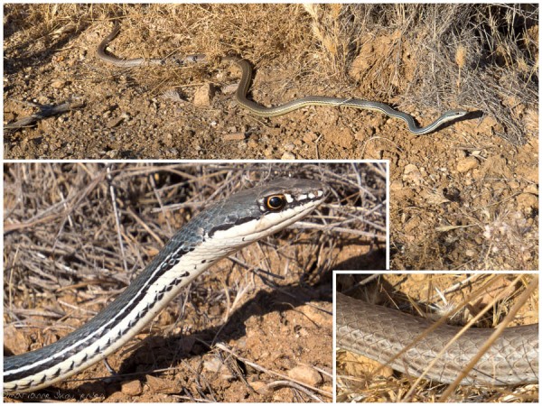 Sonoran Whiptail