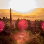 Sonoran Desert Sunrise