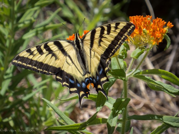 Western Tiger Swallowtail on Butterfly Weed (Asclepias tuberosa)