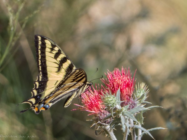 Western Tiger Swallowtail on Arizona Thistle