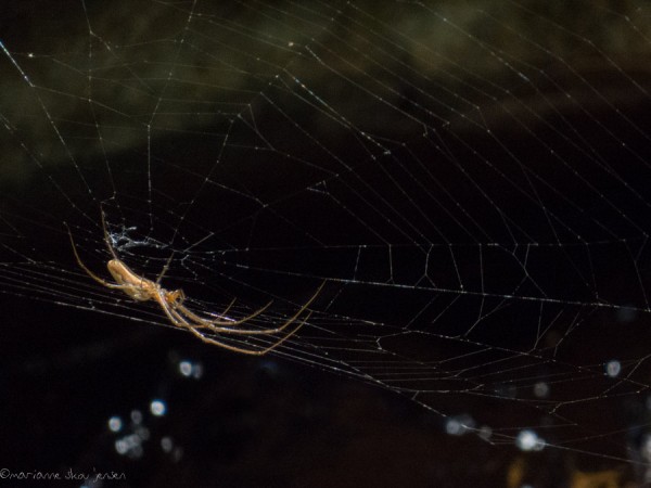 Long Jawed Orb Weaver with web just above the creek
