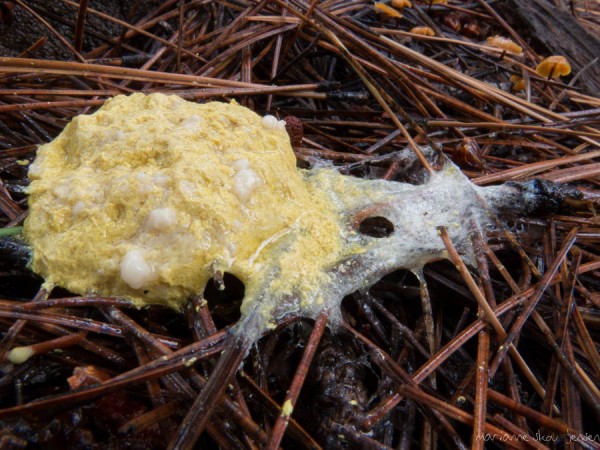 Yellow Slime Mold - One of the most disgusting specimens so far :-)