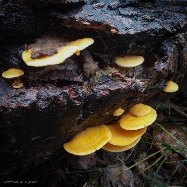 Beautiful little Bracket Fungus