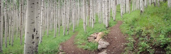 mjensen-flagstaff-aspens-inner-basin