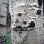 mjensen-flagstaff-pareidolia-8899