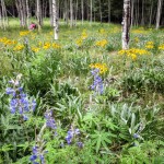 mjensen-flagstaff-wildflowers-8340