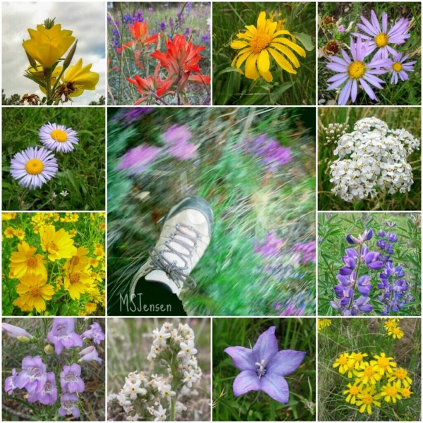 Lockett Meadow Wildflower collage