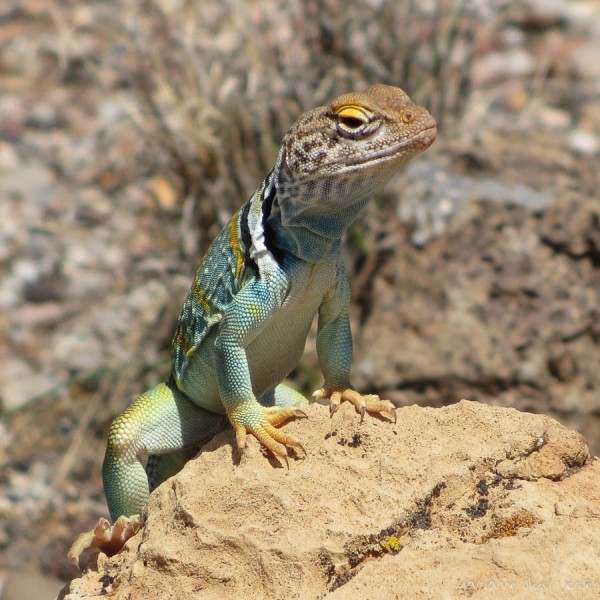 Male Collared Lizard spotted near Wupatki Ruins