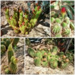 mjensen_echinopsis-buds