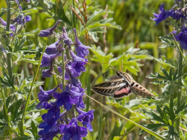 White-lined sphinx (Hyles lineata) nectaring on Delphinium