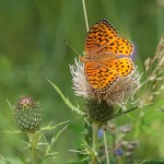 Fritillary butterfly