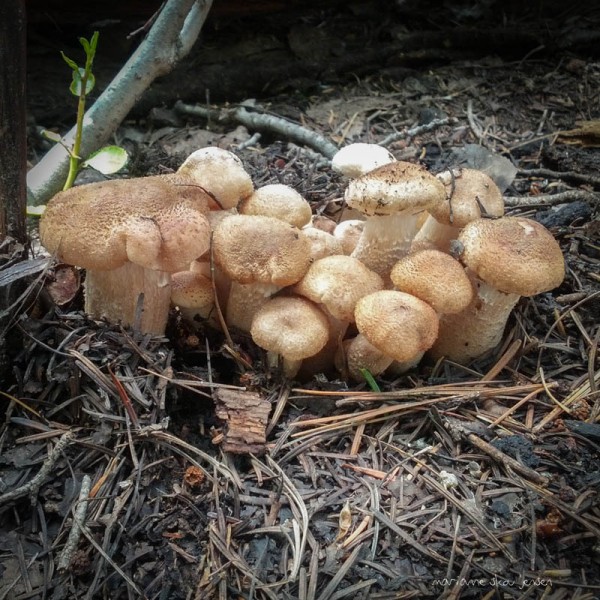 Honey Mushrooms (edible)