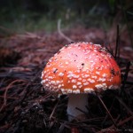 mjensen_inner-basin-trailhead-amanita-2433