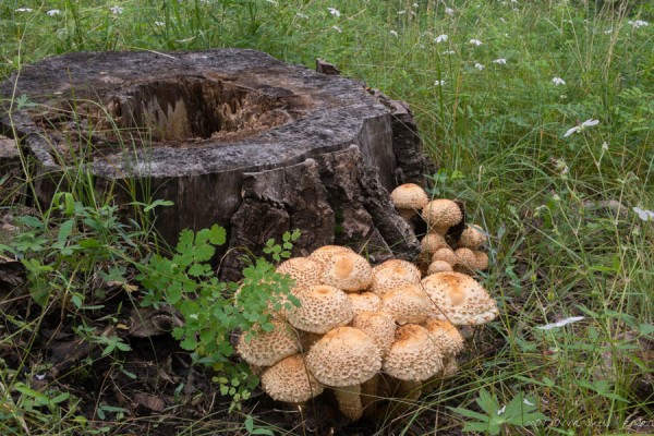 Pholiota - most common genus but so many shapes!