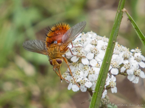 Orange Tachinid Fly (Adejeania vexatrix)