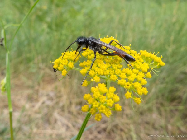 Thread-waisted Wasp (Sphecidae) on Mountain Parsley