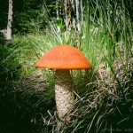 mjensen_viet-spgs-aspen-bolete-0076