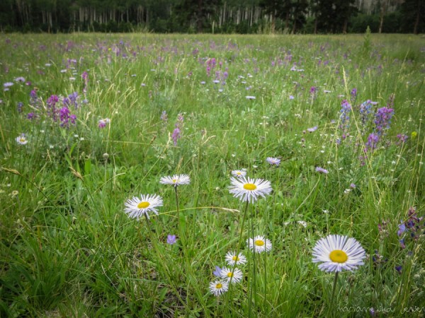 Wildflowers in Lockett Meadow