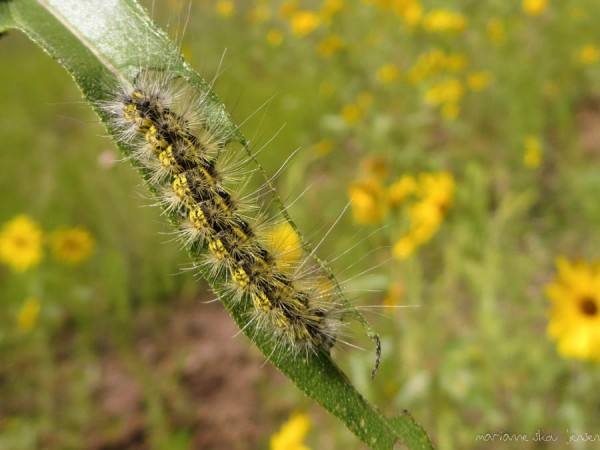Unidentified Moth Caterpillar at Bonito Park