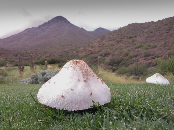 Desert Shaggy Mane. McDowell Mountains and Preserve in the background.