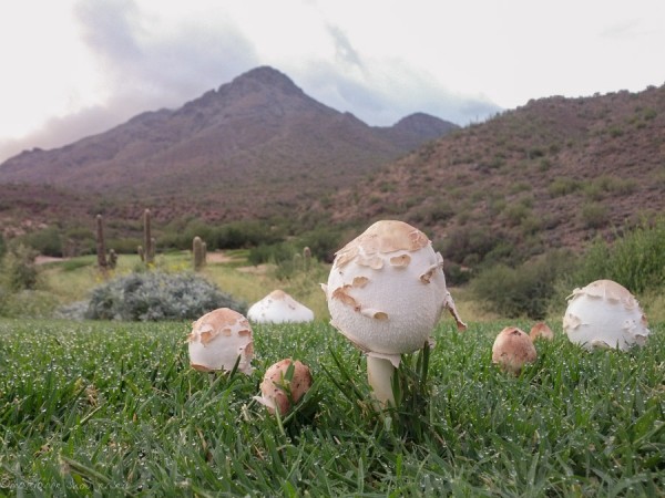 Desert Shaggy Mane on golf course by my house. That is the McDowell Sonoran Preserve in the background.