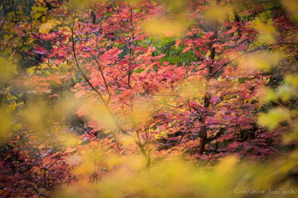 Red Maples seen through Yellow Maples. (Fuji X E-1)