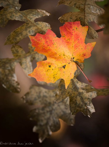 It seemed the Maple leaves were falling almost as quickly as they were turning color! (Fuji X E-1)