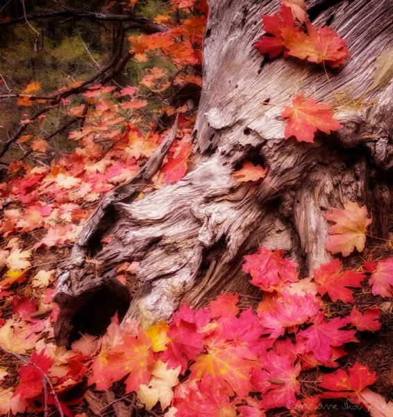 Freshly fallen Maple Leaves. One of my last photos from West Fork. (Smartphone)